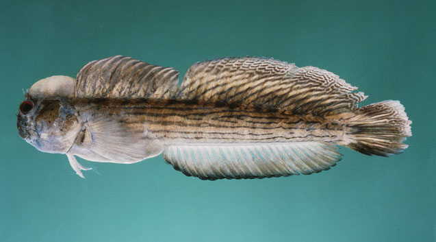 (Istiblennius Whitley, 1943) Род ИСТИБЛЕННИУСЫ 14 видов